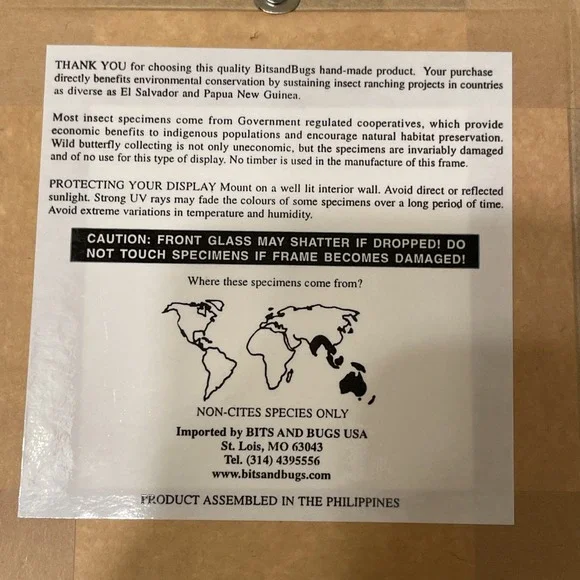 Real Taxidermy Butterfly Specimen Desk Wall Decoration Nature Great Orange Tip - Picture 7 of 7